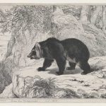 Mississippi Bear 1836 Lithograph