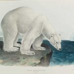 John James Audubon and John Woodhouse Audubon (After) POLAR BEAR (PLATE XCI)