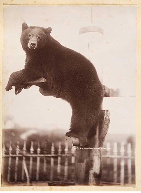 Photograph in album, bear in zoological garden Moore Park